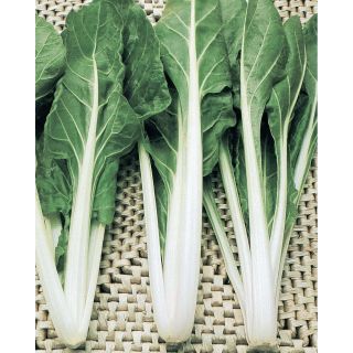 Compra ACELGA BIANCOSTA (5 Kgr.). en la tienda online Fito Agrícola