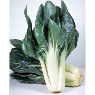 Compra ACELGA COROLLA Calibrada (10.000 Semillas). en la tienda online Fito Agrícola