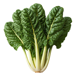 Compra ACELGA BARESE BIO (25.000 Semillas) en la tienda online Fito Agrícola