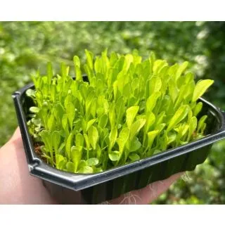 Compra ACHICORIA MICROGREENS (5 Kgr.). en la tienda online Fito Agrícola
