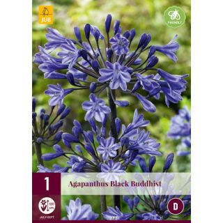 Compra AGAPANTHUS BLACK BUDDHIST en la tienda online Fito Agrícola