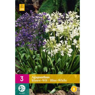 Compra AGAPANTHUS AZULES - BLANCOS MIX XXL en la tienda online Fito Agrícola