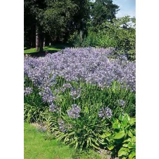 Compra AGAPANTHUS AZUL UMBRELLA (1.000 Semillas) en la tienda online Fito Agrícola