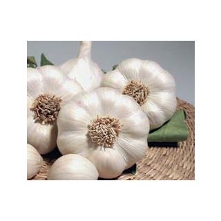 Compra AJO BLANCO DE SIEMBRA GARCUA 60/+ (20 Kgr.). en la tienda online Fito Agrícola