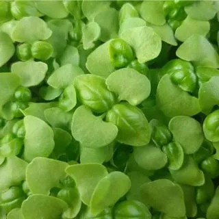 Compra ALBAHACA VERDE MICROGREENS (5 Kgr.). en la tienda online Fito Agrícola