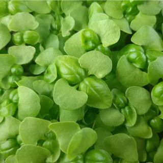 Compra ALBAHACA VERDE MICROGREENS ECOLÓGICA (500 gr.). en la tienda online Fito Agrícola
