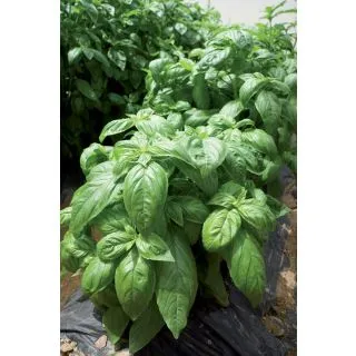 Compra ALBAHACA FORTILARGERO F1 (25.000 Semillas) en la tienda online Fito Agrícola