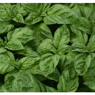 Compra ALBAHACA NEWTON (240 Plantas) en la tienda online Fito Agrícola