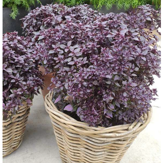 Compra ALBAHACA PURPLE BALL (240 Plantas) en la tienda online Fito Agrícola