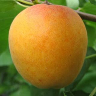 Compra ALBARICOQUERO BÚLIDA en la tienda online Fito Agrícola