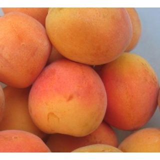 Compra ALBARICOQUERO MONIQUÍ en la tienda online Fito Agrícola