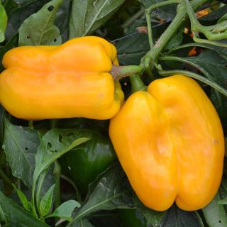 Compra PIMIENTO ALCAMÉ F1 (1.000 Semillas). en la tienda online Fito Agrícola