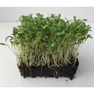 Compra ALFALFA MICROGREENS (5 Kgr.). en la tienda online Fito Agrícola