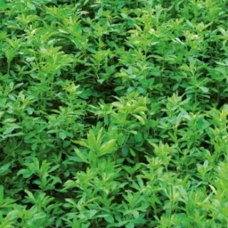 Compra ALFALFA ALFAMED Inoculada (25 Kgr.). en la tienda online Fito Agrícola