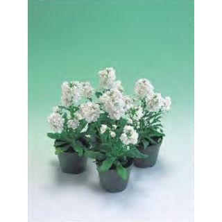 Compra ALHELÍ JAZZ WHITE (1.000 Semillas) en la tienda online Fito Agrícola