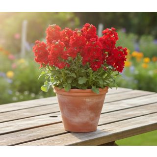 Compra ALHELÍ BABY RED (240 Plantas) en la tienda online Fito Agrícola