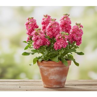 Compra ALHELÍ BABY ROSE (240 Plantas) en la tienda online Fito Agrícola