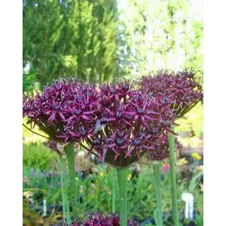Compra ALLIUM ATROPURPUREUM (100 Unid.). en la tienda online Fito Agrícola