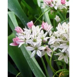 Compra ALLIUM CAMELEON (100 Unid.). en la tienda online Fito Agrícola