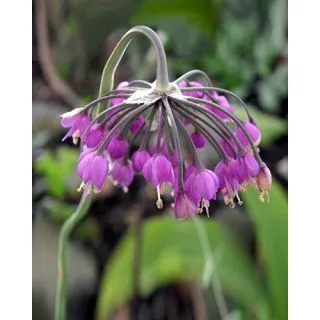 Compra ALLIUM CERNUUM (100 Unid.). en la tienda online Fito Agrícola