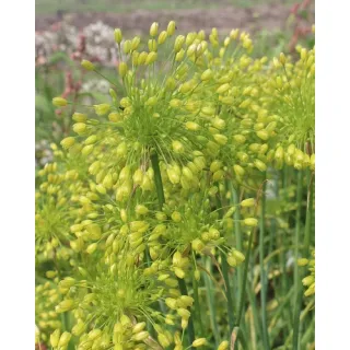 Compra ALLIUM CONVALLARIOIDES YELLOW (100 Unid.). en la tienda online Fito Agrícola