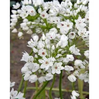 Compra ALLIUM COWANII (100 Unid.). en la tienda online Fito Agrícola