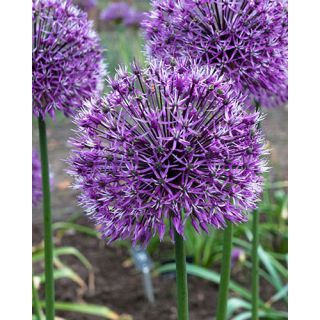 Compra ALLIUM EARLY EMPEROR (25 Unid.). en la tienda online Fito Agrícola