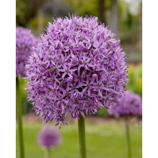 Compra ALLIUM GLADIATOR (25 Unid.). en la tienda online Fito Agrícola