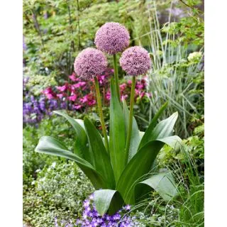 Compra ALLIUM LUCKY BALLOONS (25 Unid.). en la tienda online Fito Agrícola