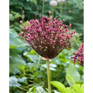Compra ALLIUM MAGIC (100 Unid.). en la tienda online Fito Agrícola
