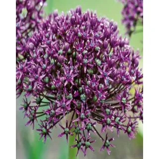 Compra ALLIUM MIAMI (100 Unid.). en la tienda online Fito Agrícola