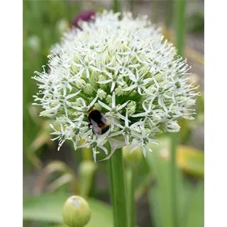 Compra ALLIUM MOUNT EVEREST (25 Unid.). en la tienda online Fito Agrícola