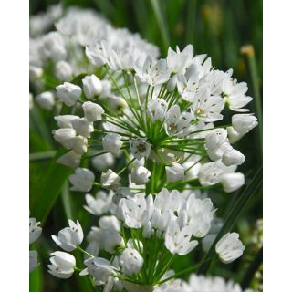 Compra ALLIUM NEAPOLITANUM (100 Unid.). en la tienda online Fito Agrícola