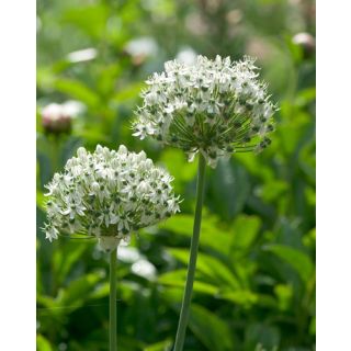 Compra ALLIUM NIGRUM (100 Unid.). en la tienda online Fito Agrícola