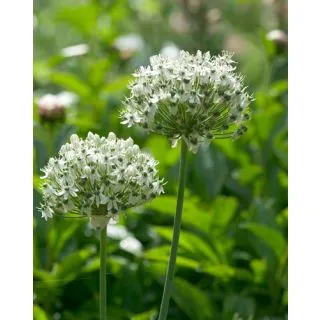 Compra ALLIUM NIGRUM (100 Unid.). en la tienda online Fito Agrícola