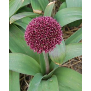 Compra ALLIUM OSTARA (25 Unid.). en la tienda online Fito Agrícola