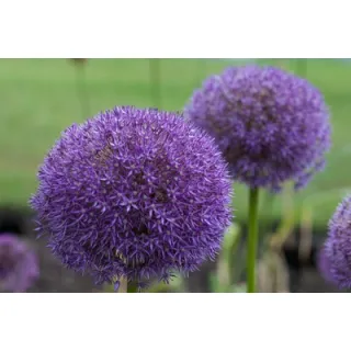 Compra ALLIUM PINBALL WIZARD (100 Unid.). en la tienda online Fito Agrícola