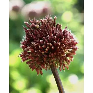 Compra ALLIUM RED MOHICAN (25 Unid.). en la tienda online Fito Agrícola