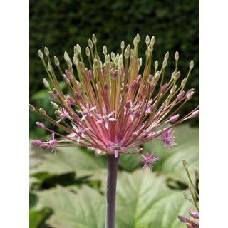 Compra ALLIUM SCHUBERTII (25 Unid.). en la tienda online Fito Agrícola