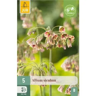 Compra ALLIUM SICULUM en la tienda online Fito Agrícola
