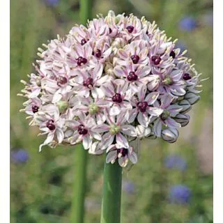 Compra ALLIUM SILVER SPRING (25 Unid.). en la tienda online Fito Agrícola