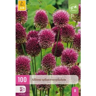 Compra ALLIUM SPHAEROCEPHALON XXL en la tienda online Fito Agrícola