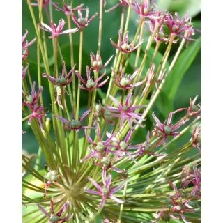 Compra ALLIUM TOABAGO (25 Unid.). en la tienda online Fito Agrícola