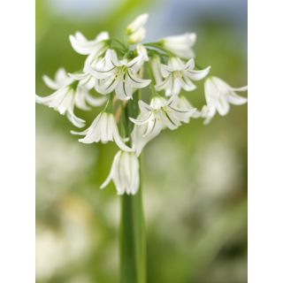 Compra ALLIUM TRIQUETRUM (100 Unid.). en la tienda online Fito Agrícola