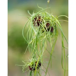 Compra ALLIUM VINEALE HAIR (100 Unid.). en la tienda online Fito Agrícola