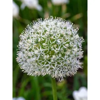 Compra ALLIUM WHITE GIANT (25 Unid.). en la tienda online Fito Agrícola