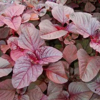 Compra AMARANTO ROJO BABY LEAF ECOLÓGICA (100 gr.). en la tienda online Fito Agrícola