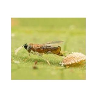 Compra ANAGLINE Blister (500 Pupas) en la tienda online Fito Agrícola