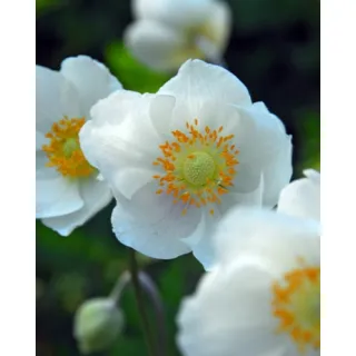 Compra ANÉMONA BRIDE (100 Unid.) en la tienda online Fito Agrícola