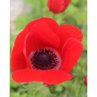 Compra ANÉMONA HOLLANDIA (100 Unid.) en la tienda online Fito Agrícola